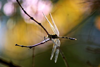 Close-up of insect