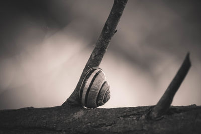 Close-up of snail on twig