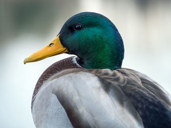 Mallard male is looking at camera. duck portrait. close-up. blurred background