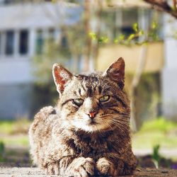 Portrait of cat sitting outdoors