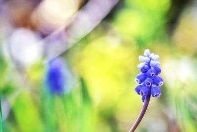 Close-up of purple flowering plant