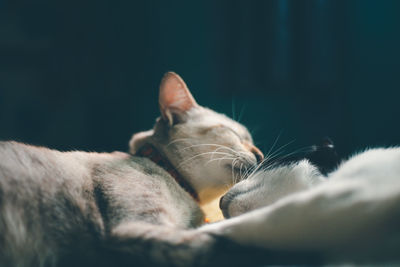 Close-up of cat sleeping