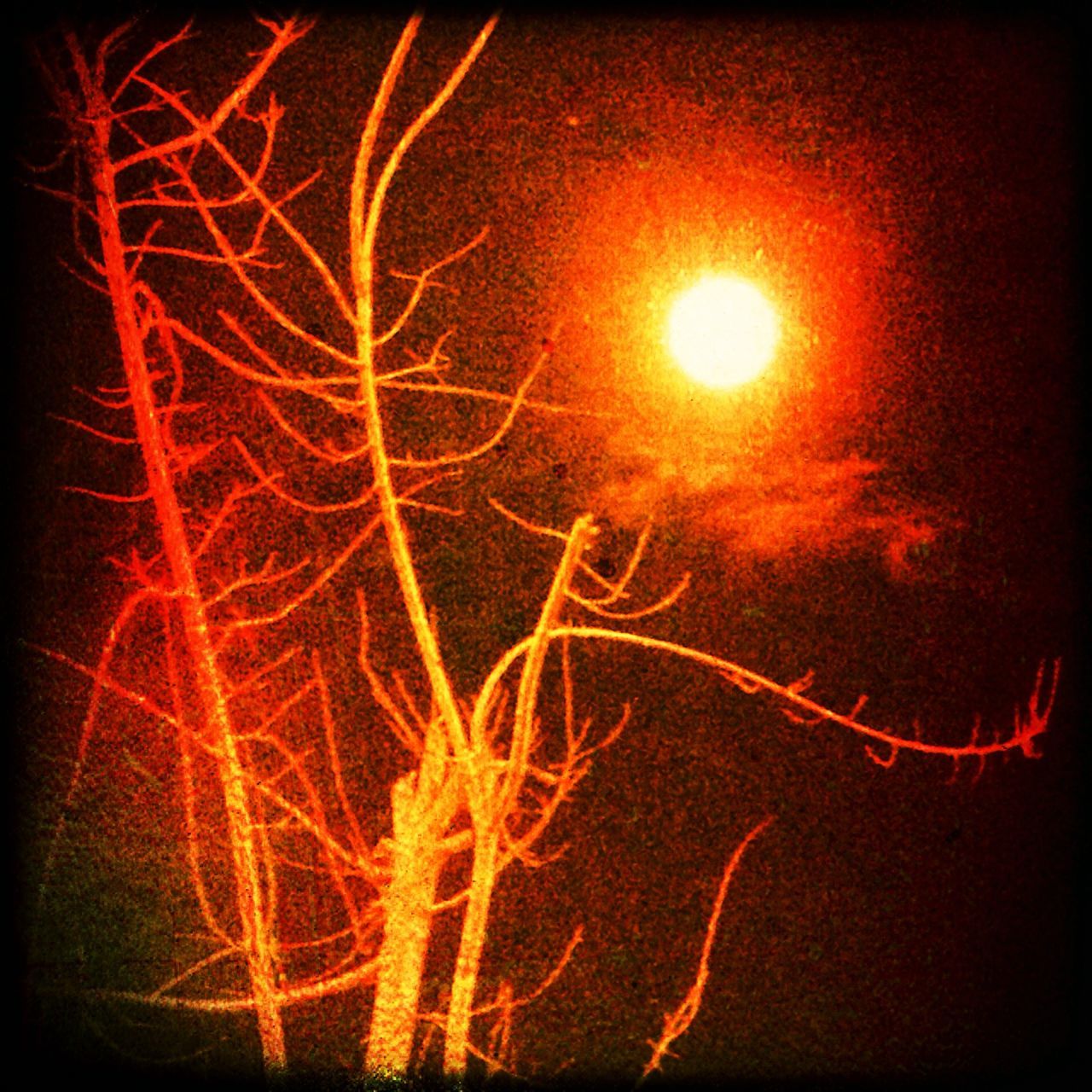 night, illuminated, transfer print, glowing, bare tree, auto post production filter, orange color, abstract, long exposure, yellow, sky, light - natural phenomenon, low angle view, burning, multi colored, celebration, outdoors, fire - natural phenomenon, creativity, no people