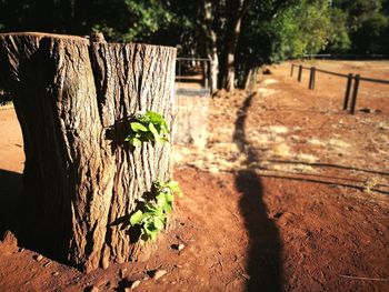 Close-up of plant against wooden wall