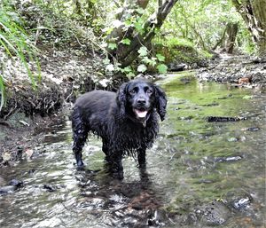 Dog standing in river