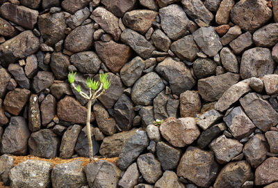 Plant growing against stone wall