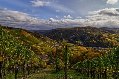 Scenic view of vineyard against sky