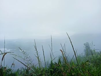 Plants growing on land against sky