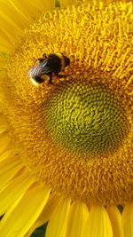 Close-up of insect on yellow flower