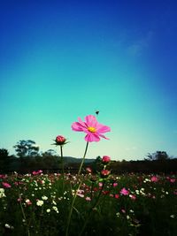 Low angle view of pink cosmos flowers blooming against sky