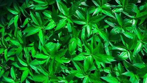 Full frame shot of fresh green plants