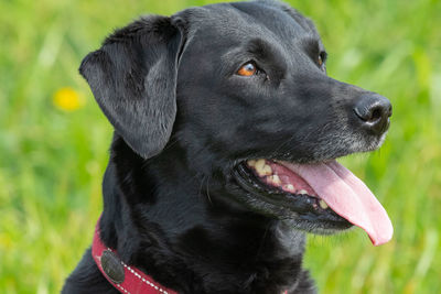 Head shot of a purebred black labrador retriever