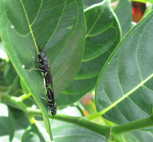 Close-up of insect on leaf