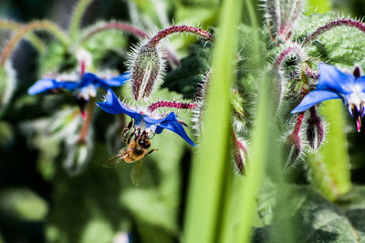 Close-up of honey bee on flower