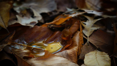 Close-up of crab on leaves during autumn