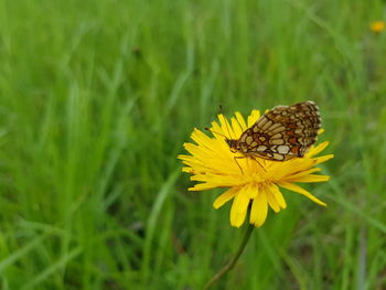 Close-up of butterfly pollinating on yellow flower