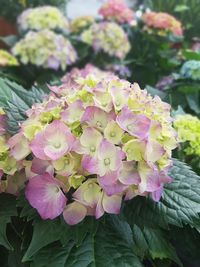 Close-up of pink flowers