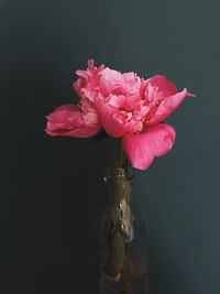 Close-up of pink flower in vase against black background