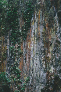 Close-up of lichen on tree trunk