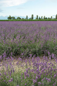 Purple flowering plants on field