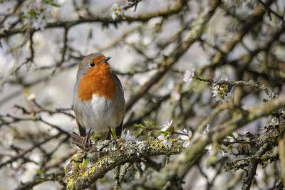 Close-up of a bird perching on branch