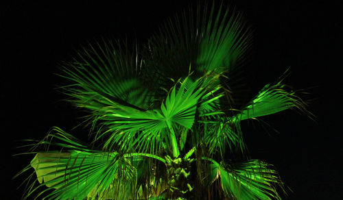 Close-up of green leaves