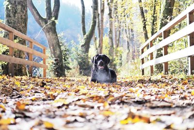 Dog sitting in a forest