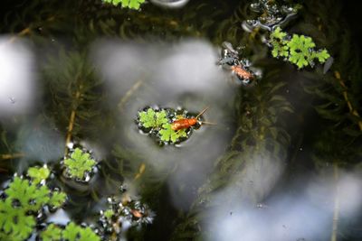 High angle view of insect on waterplant