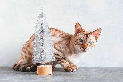 Beautiful bengal cat with blue eyes is sitting near to artificial silver christmas tree. 