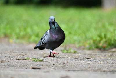 Pigeon perching on a field