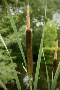 Close-up of plant growing on field