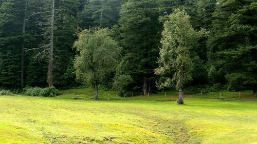 View of pine trees in forest