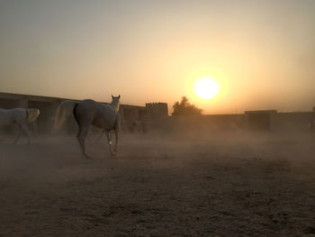 View of horse on field during sunset