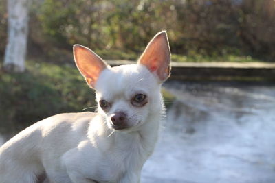 Close-up portrait of dog