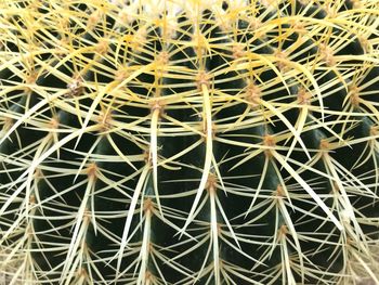 Full frame shot of cactus