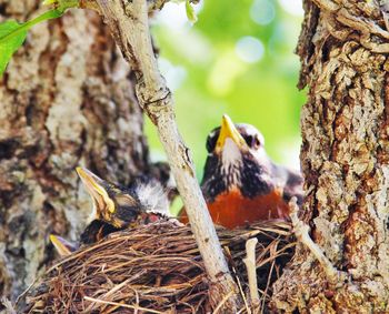Low angle view of american robin family in nest on tree