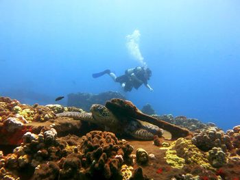 Woman scuba diving behind a sleeping green sea turtle on top of an overgrown boat ramp in maui