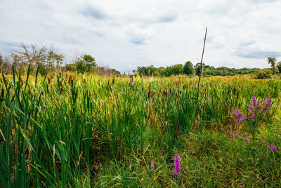 Scenic view of flower field against sky