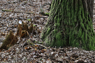 Close-up of tree trunk in forest