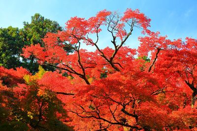 Low angle view of red tree against sky