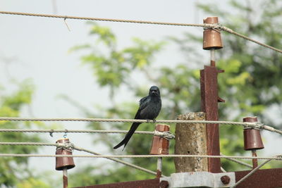 Black drongo bird with two tails sitting on electric line or electric post on the morning