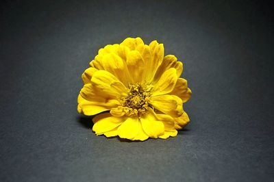 Close-up of yellow flowers