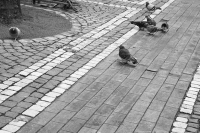 Close-up of bird