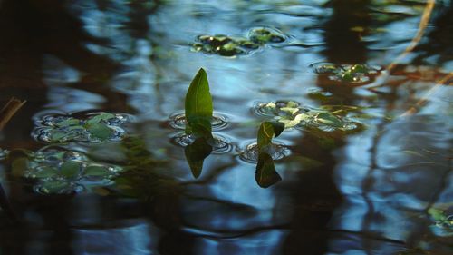 Close-up of leaves in water