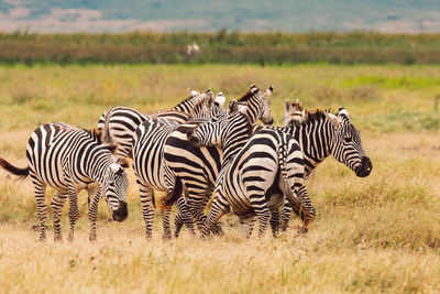 Zebra standing on field