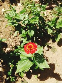 High angle view of flowers blooming outdoors