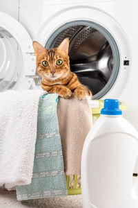 Adorable domestic cat in a laundry basket. laundry at home. place to insert.