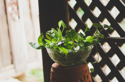 Close-up of potted plant 