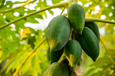 Close-up of fruits growing on tree