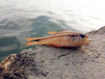 Close-up of dead fish on rock